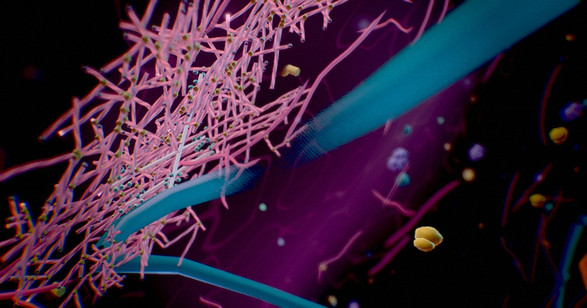 Actin filaments · The cell’s muscle