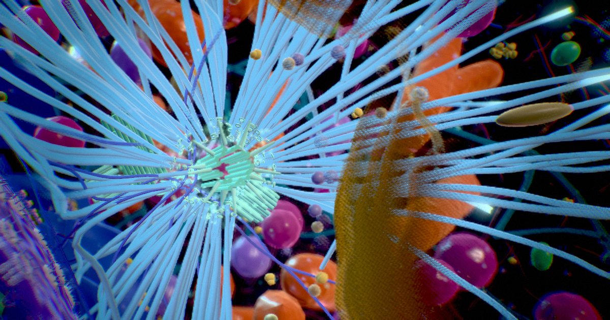 Centrosome · The organiser