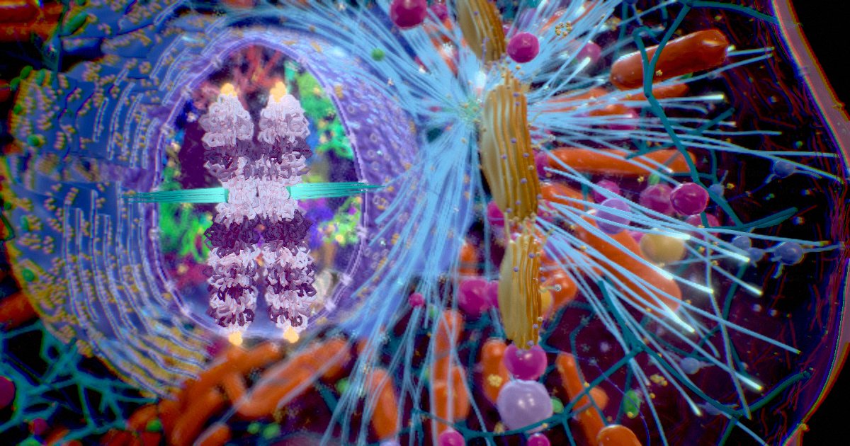 Chromosomes · The genome, packed to travel