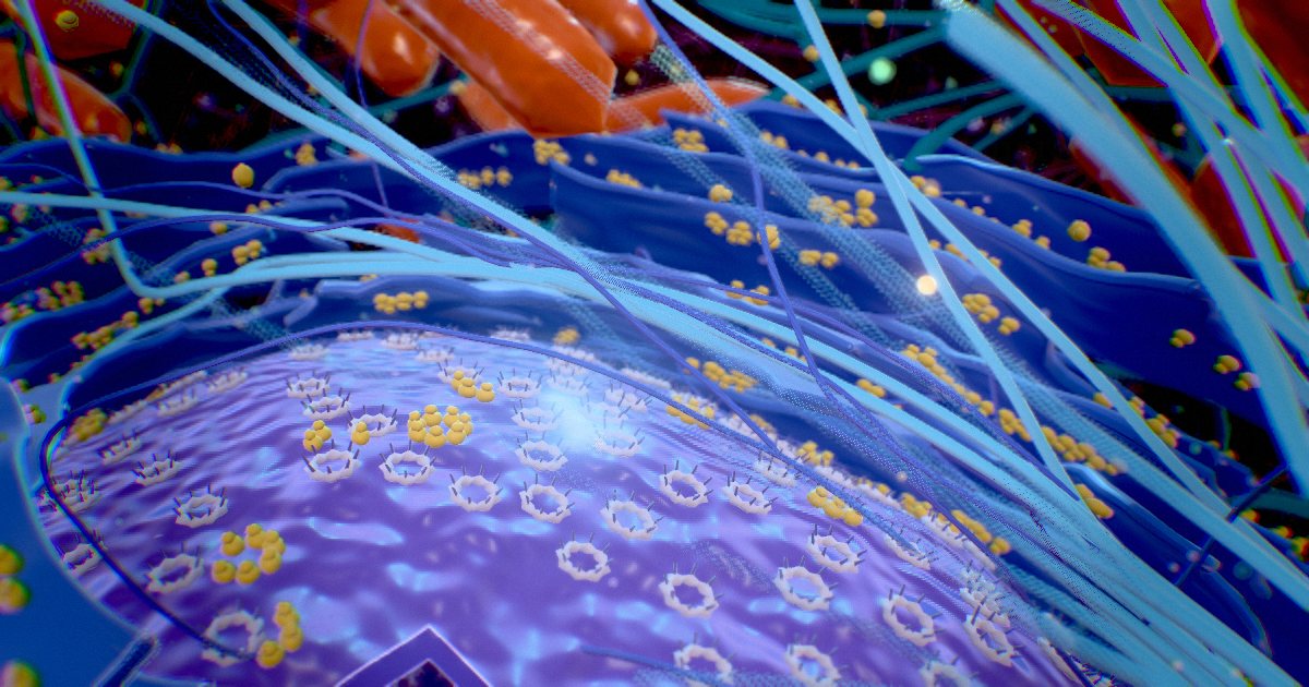 Intermediate filaments · Steel cables