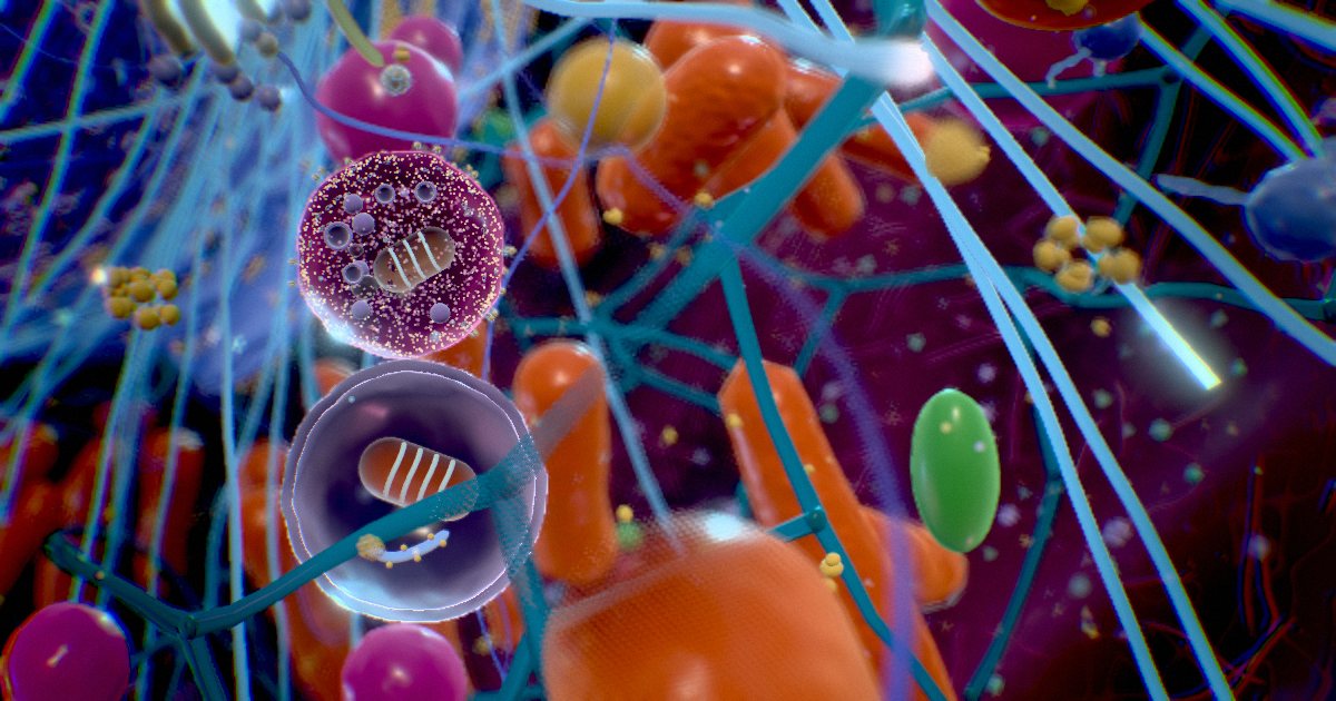 Lysosomes · Recycling centres