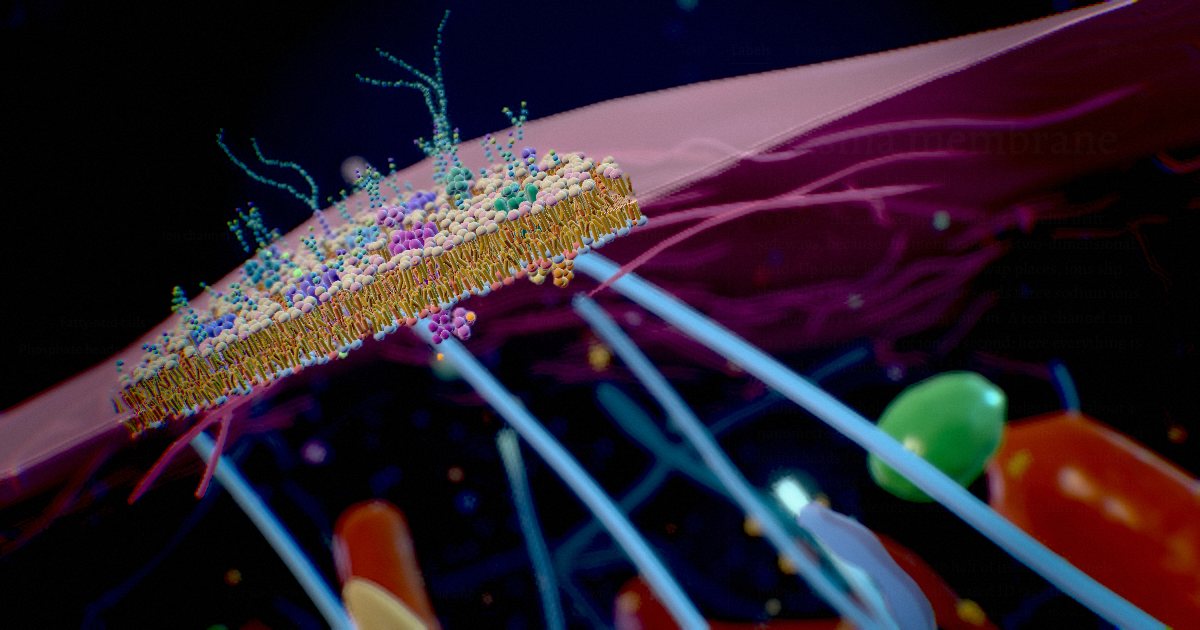 Plasma membrane · The living skin of the cell