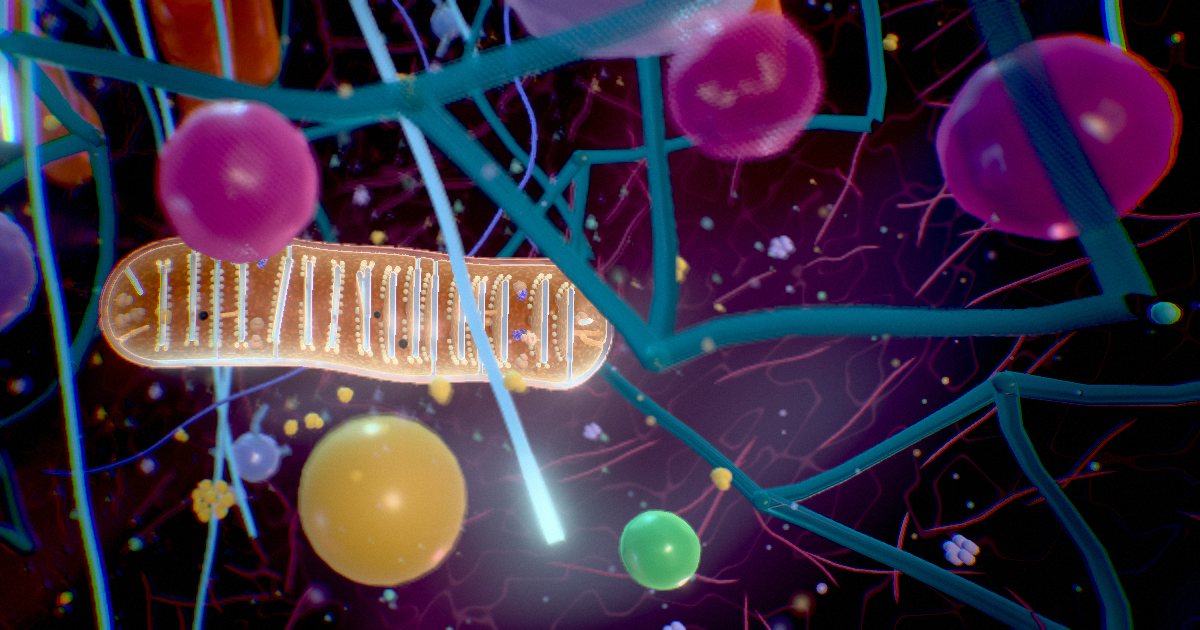 Mitochondria · The power plants