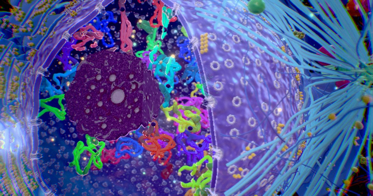 Nucleolus · The ribosome factory