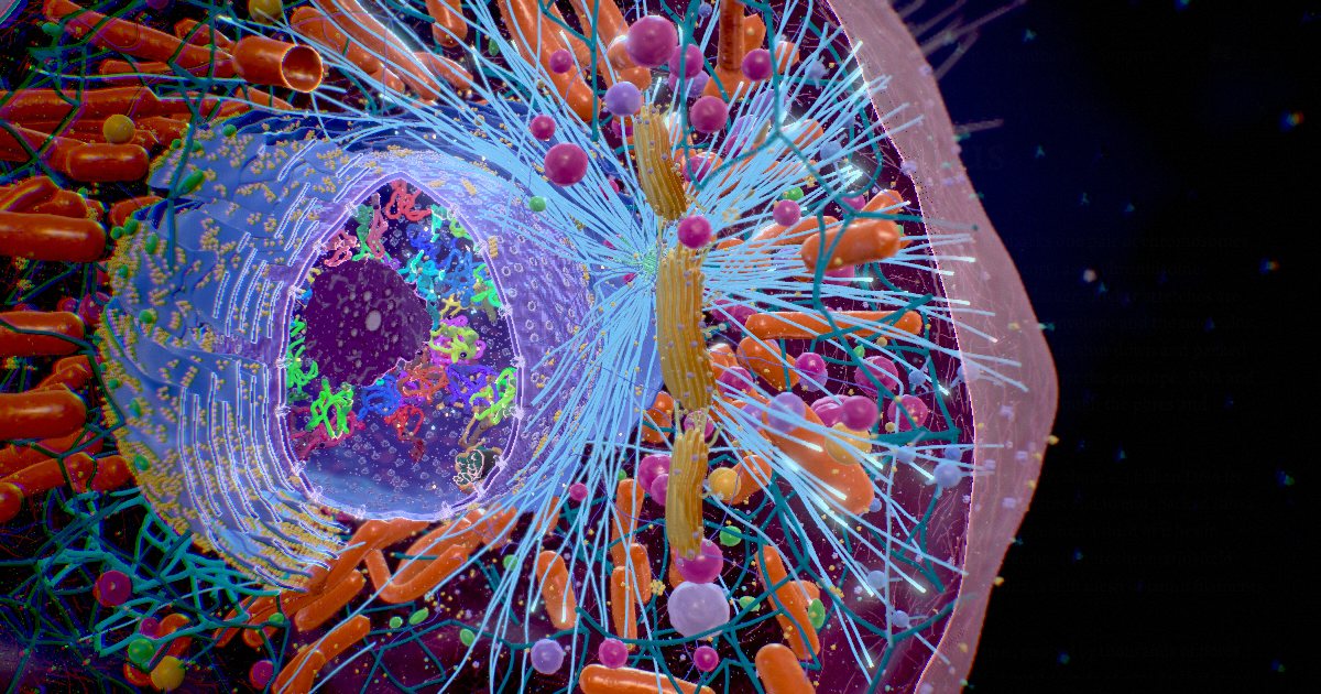 Nucleus · The control centre