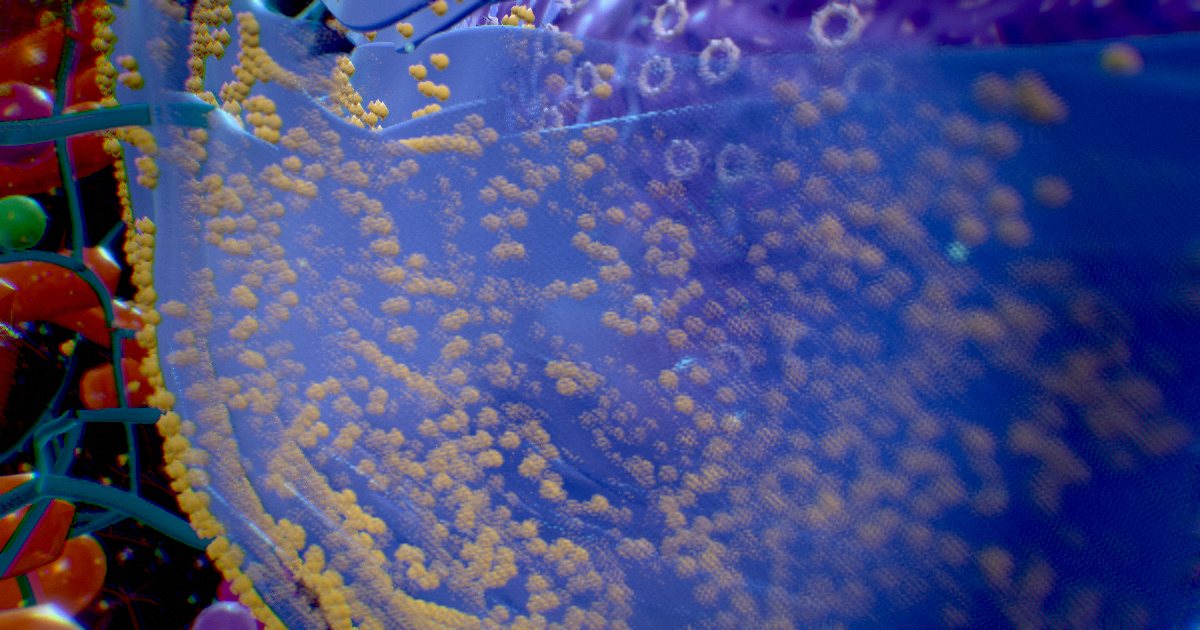 Rough endoplasmic reticulum · The export factory floor