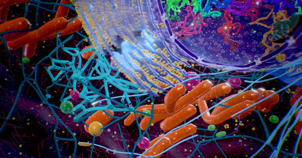 Smooth endoplasmic reticulum · Lipid kitchen & detox unit