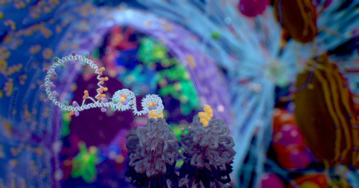 Telomeres · Protective caps on every chromosome
