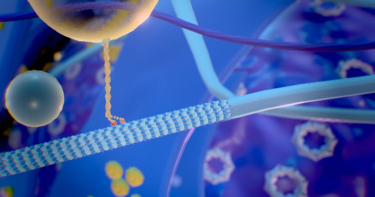 Vesicles & motor proteins · Delivery on rails